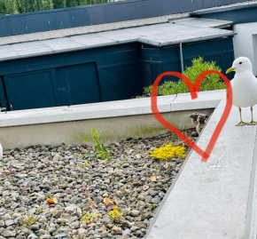 Apartment Mövenkoje für 1-2 Personen mit Pool Dahme